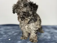 Mochi, a male Poodle - Toy  for sale in Greensboro, NC – Photo 2 of 8