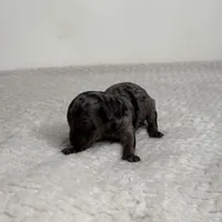 Mochi, a male Poodle - Toy  for sale in Greensboro, NC – Photo 7 of 8