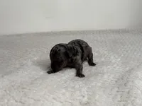 Mochi, a male Poodle - Toy  for sale in Greensboro, NC – Photo 5 of 6