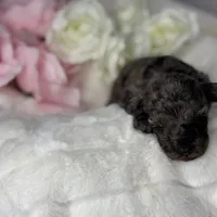Mochi, a male Poodle - Toy  for sale in Greensboro, NC – Photo 5 of 8