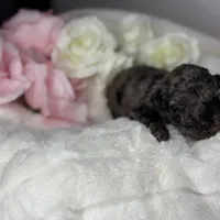 Mochi, a male Poodle - Toy  for sale in Greensboro, NC – Photo 4 of 8