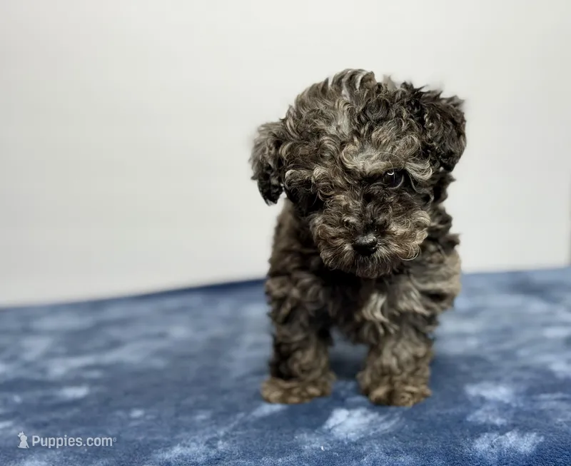 Mochi – Poodle - Toy  puppy for sale in Greensboro, NC
