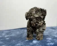 Mochi, a male Poodle - Toy  for sale in Greensboro, NC – Photo 1 of 8