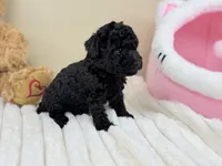 Bentley, a male Poodle - Toy  for sale in Greensboro, NC – 3 of 4