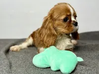 Duke Winston, a male Cavalier King Charles Spaniel for sale in Greensboro, NC – 2 of 6