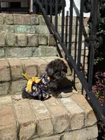 Truffle, a female Poodle - Miniature  for sale in Greensboro, NC – 3 of 7