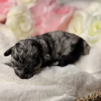 Sugar, a female Poodle - Toy  for sale in Greensboro, NC – Photo 3 of 4