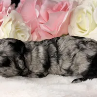 Sugar, a female Poodle - Toy  for sale in Greensboro, NC – Photo 4 of 4