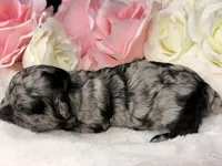 Oreo, a female Poodle - Toy  for sale in Greensboro, NC – Photo 2 of 2