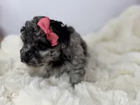 Sugar, a female Poodle - Toy  for sale in Greensboro, NC – Photo 2 of 4