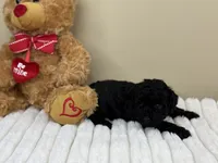 Bella, a female Poodle - Toy  for sale in Greensboro, NC – 3 of 4
