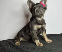 Shadow, a female French Bulldog for sale in Greensboro, NC – 3 of 3