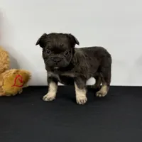 Shadow, a female French Bulldog for sale in Greensboro, NC – Photo 2 of 7