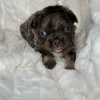 Shadow, a female French Bulldog for sale in Greensboro, NC – Photo 3 of 7