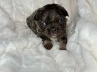 Shadow, a female French Bulldog for sale in Greensboro, NC – Photo 1 of 5