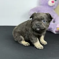 Shadow, a female French Bulldog for sale in Greensboro, NC – Photo 1 of 7