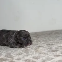 Shadow, a female French Bulldog for sale in Greensboro, NC – Photo 6 of 7