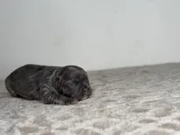 Shadow, a female French Bulldog for sale in Greensboro, NC – Photo 4 of 5