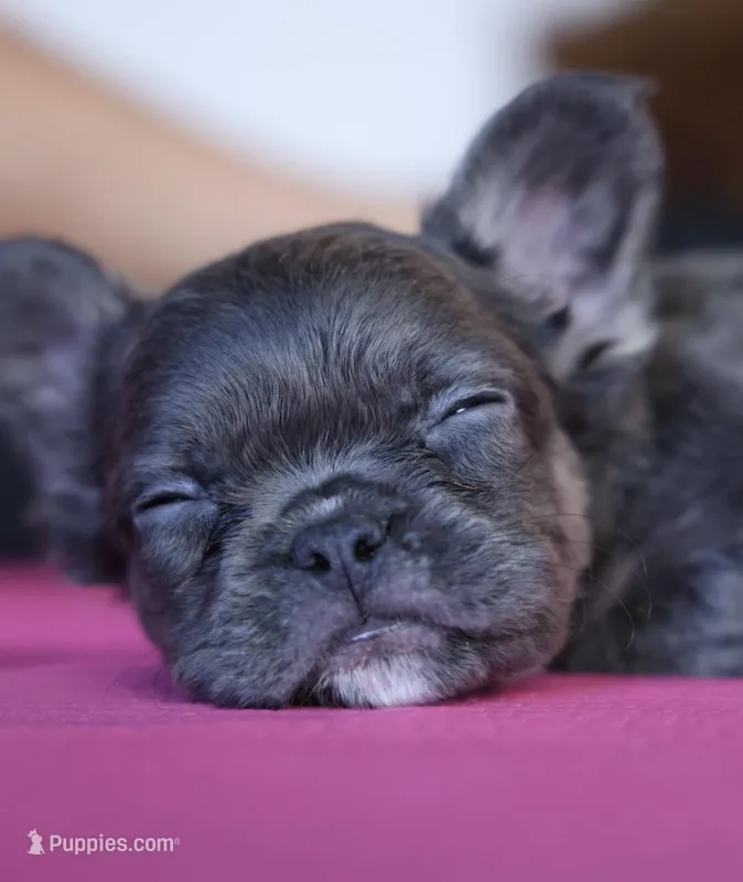 Shadow – French Bulldog puppy for sale in Greensboro, NC