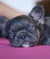 Shadow, a female French Bulldog for sale in Greensboro, NC – 1 of 8
