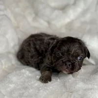 Shadow, a female French Bulldog for sale in Greensboro, NC – Photo 4 of 7