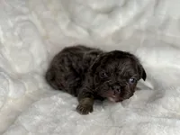 Shadow, a female French Bulldog for sale in Greensboro, NC – Photo 2 of 5