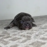 Shadow, a female French Bulldog for sale in Greensboro, NC – Photo 5 of 7