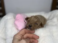 Honey , a female Poodle - Miniature  for sale in Greensboro, NC – 3 of 4
