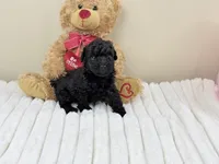 Teddy, a male Poodle - Toy  for sale in Greensboro, NC – 2 of 4