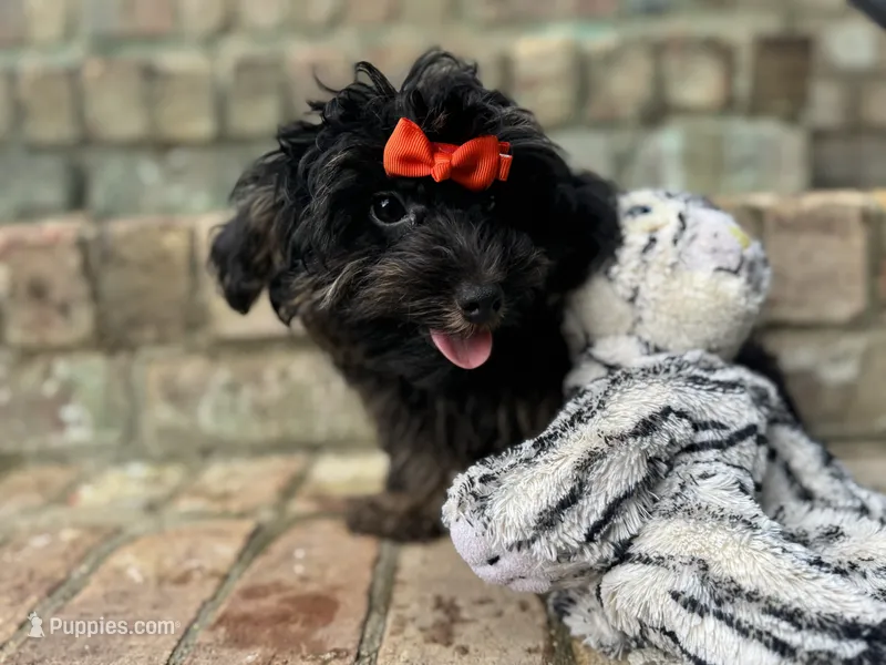 Fudge – Yorkipoo puppy for sale in Greensboro, NC