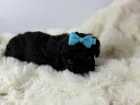 Bear, a male Poodle - Toy  for sale in Greensboro, NC – Photo 3 of 5