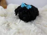 Bear, a male Poodle - Toy  for sale in Greensboro, NC – Photo 2 of 5