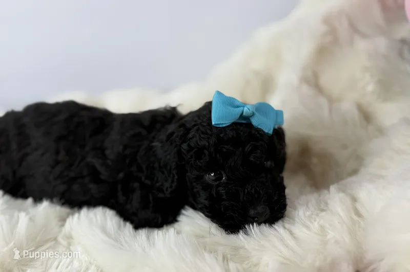Bear – Poodle - Toy  puppy for sale in Greensboro, NC
