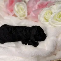 Bear, a male Poodle - Toy  for sale in Greensboro, NC – Photo 5 of 5