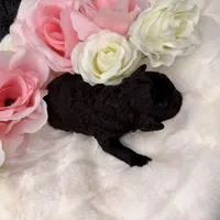 Bear, a male Poodle - Toy  for sale in Greensboro, NC – Photo 4 of 5