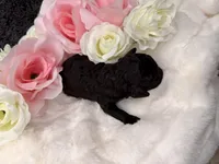 Bear, a male Poodle - Toy  for sale in Greensboro, NC – Photo 2 of 2