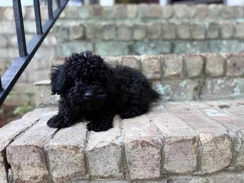 Bear – Poodle - Toy  puppy for sale in Greensboro, NC