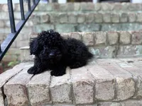 Bear, a male Poodle - Toy  for sale in Greensboro, NC – 1 of 6