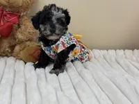 Latte, a female Poodle - Miniature  for sale in Greensboro, NC – 3 of 5