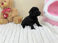 Bentley, a male Poodle - Toy  for sale in Greensboro, NC – 2 of 4