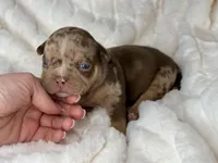 Titan Bleu, a male American Bully for sale in Greensboro, NC – Photo 1 of 3
