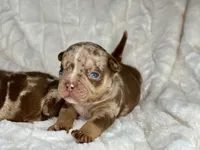 Titan Bleu, a male American Bully for sale in Greensboro, NC – Photo 2 of 3