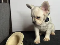 Polar Bear, a male French Bulldog for sale in Greensboro, NC – 2 of 5