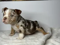 Rico, a female American Bully for sale in Greensboro, NC – 4 of 4
