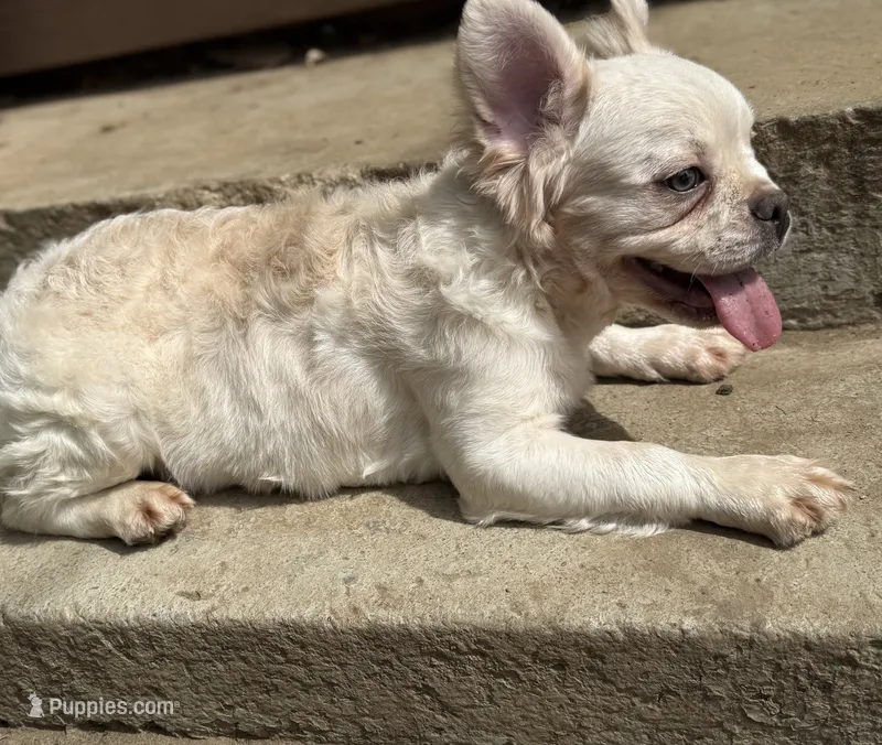 Polar Bear – French Bulldog puppy for sale in Greensboro, NC
