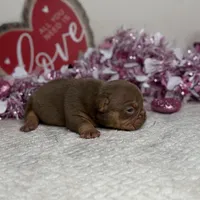 FDO, a male American Bully for sale in Greensboro, NC – Photo 5 of 8