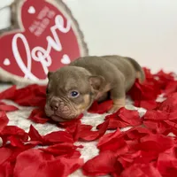FDO, a male American Bully for sale in Greensboro, NC – Photo 3 of 8