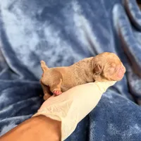 FDO, a male American Bully for sale in Greensboro, NC – Photo 6 of 8