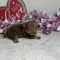 FDO, a male American Bully for sale in Greensboro, NC – Photo 4 of 8