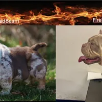 FDO, a male American Bully for sale in Greensboro, NC – Photo 8 of 8